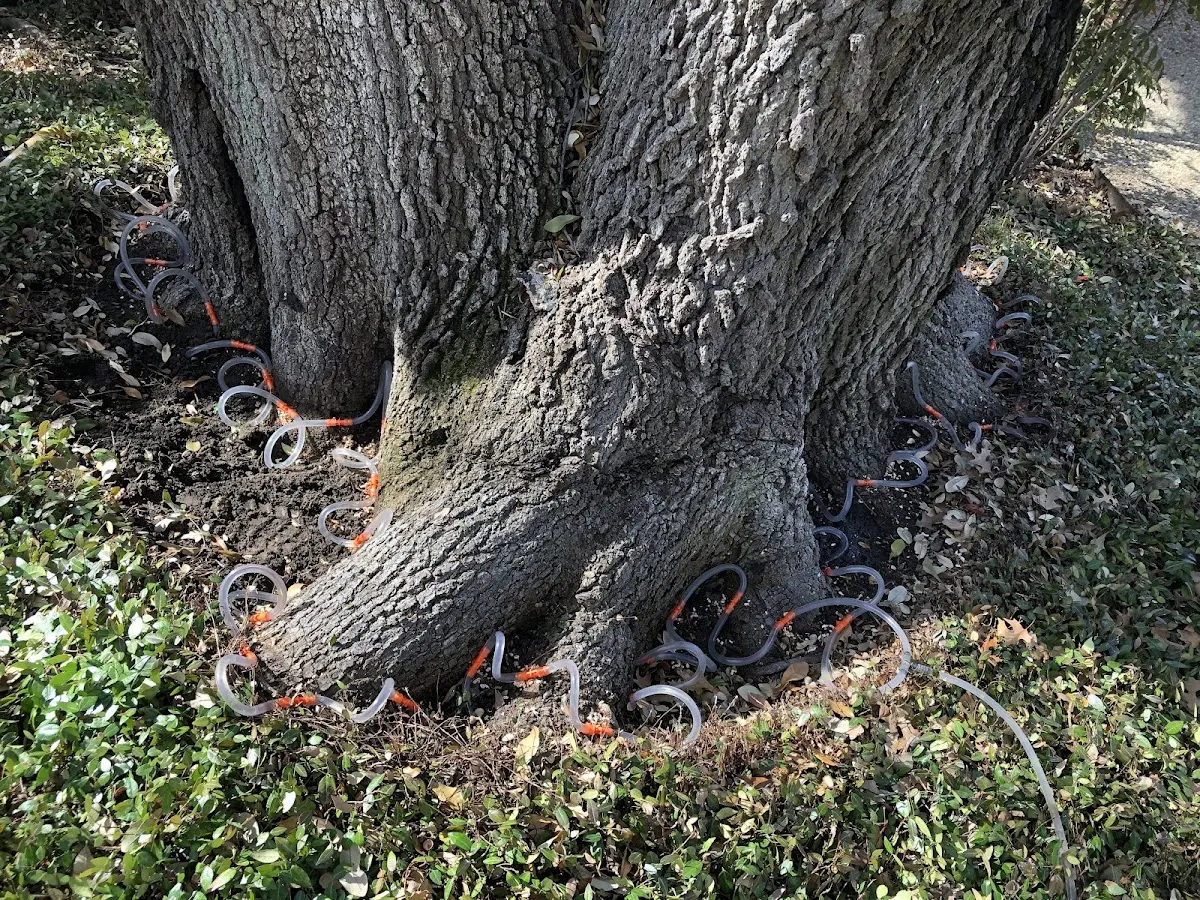 Detailed Shrub and Hedge Trimming job site in Camp