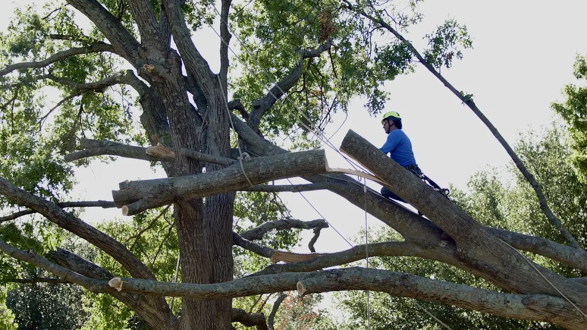 Professional Crown Thinning performed by certified arborists in Camp