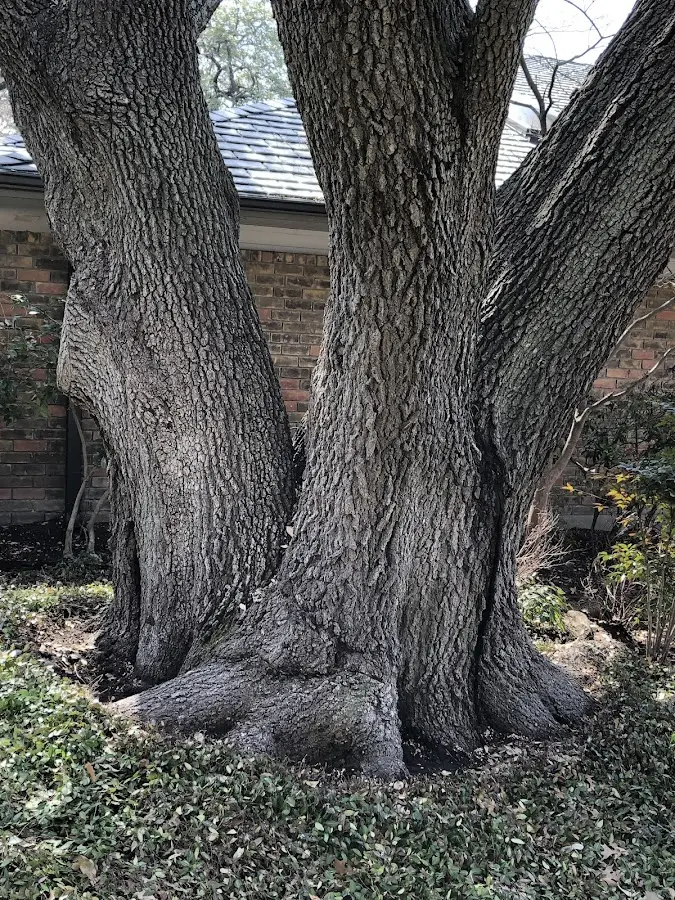Mature heritage tree close to a Camp property cared for by certified arborists